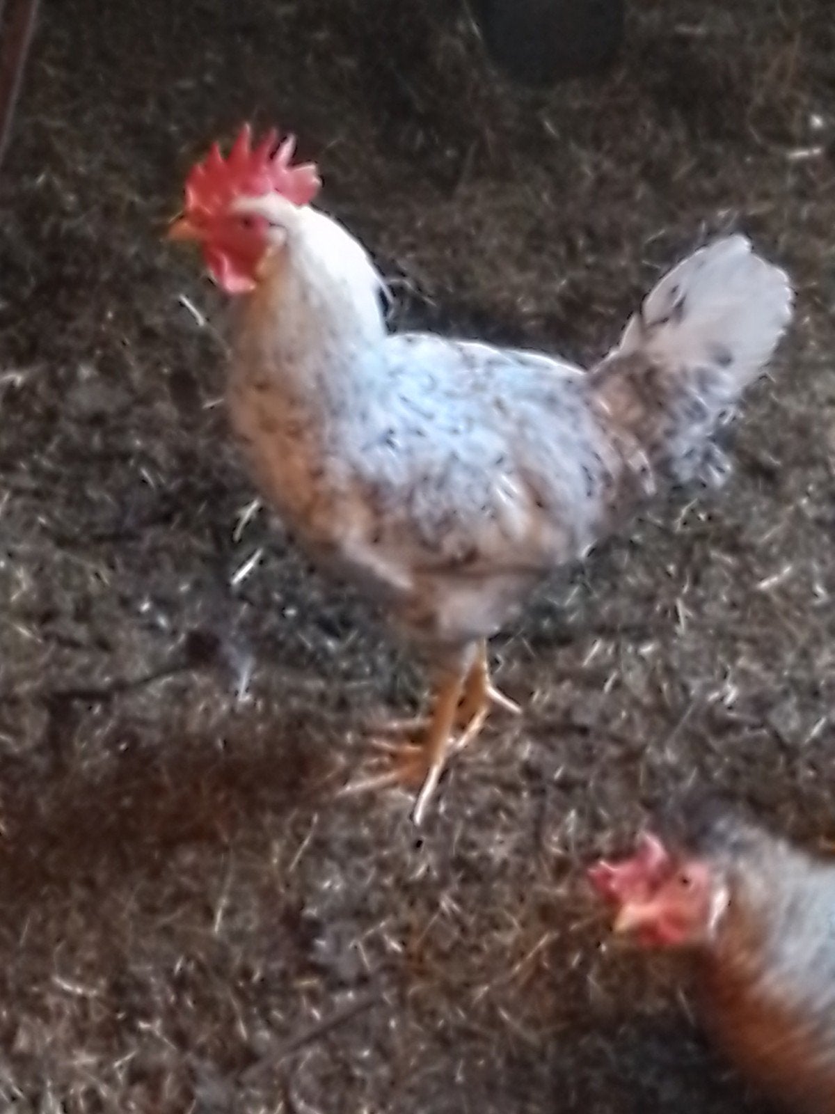 Cream legbar hanen.