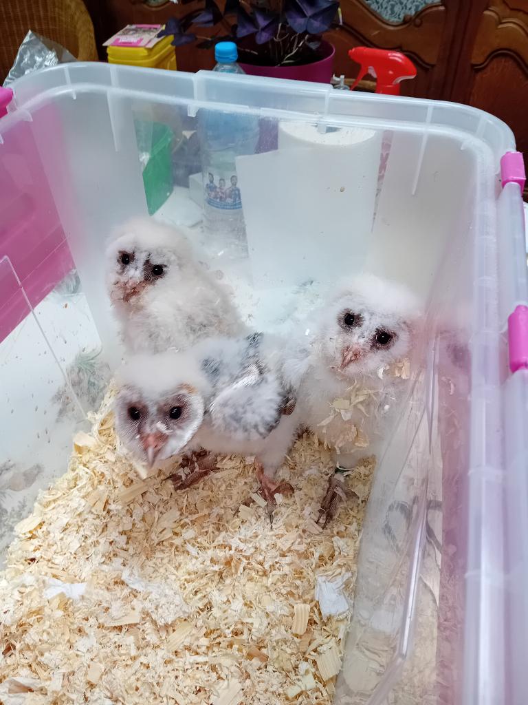 jeunes chouette effraie, Animaux & Accessoires, Oiseaux | Oiseaux Autre, Sexe inconnu, Oiseau de proie, Domestique