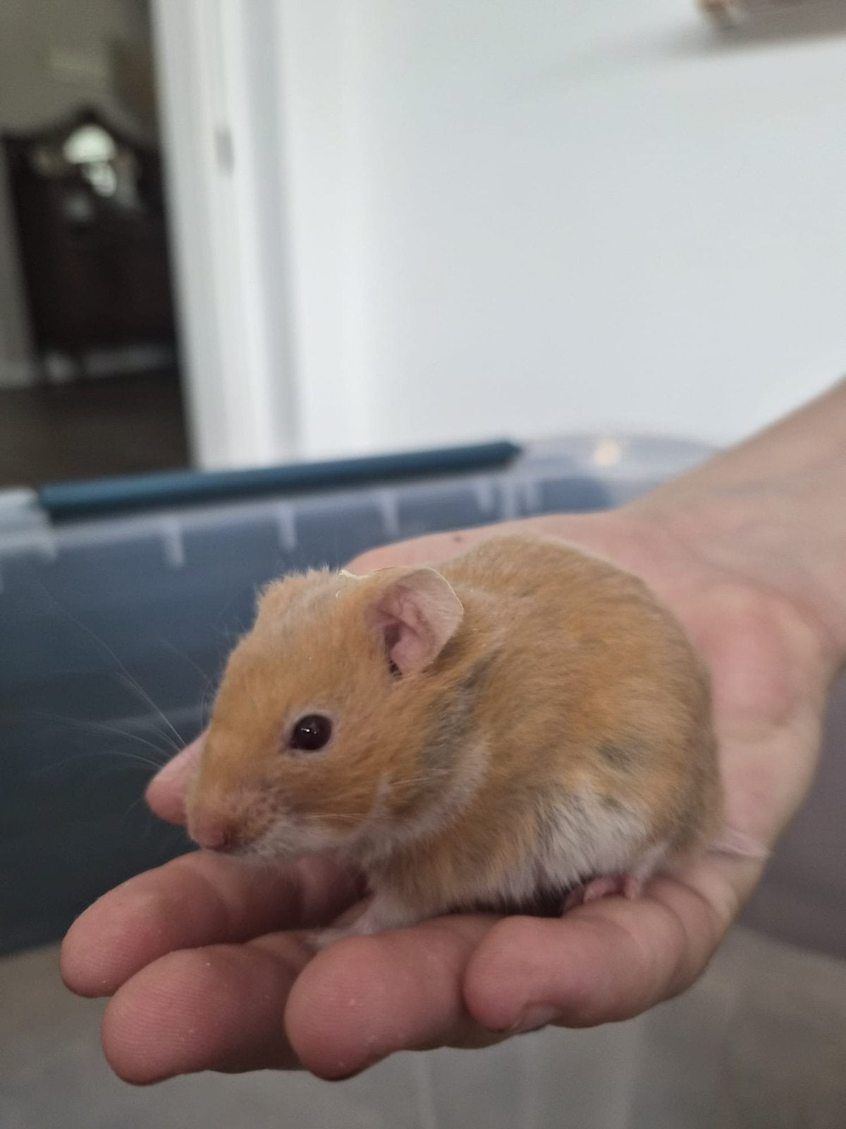Goudhamster vrouwtje, Animaux & Accessoires, Rongeurs, Femelle, Hamster, Avril, Domestique