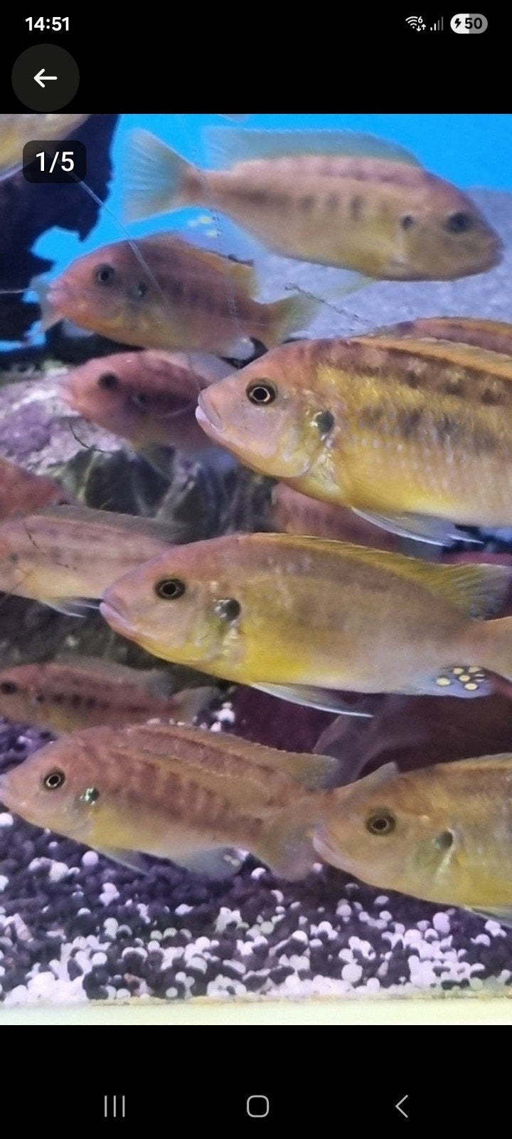Pseudotropheus williamsi blue lips, Dieren en Toebehoren, Vissen | Aquariumvissen, Vis, Zoetwatervis, Schoolvis