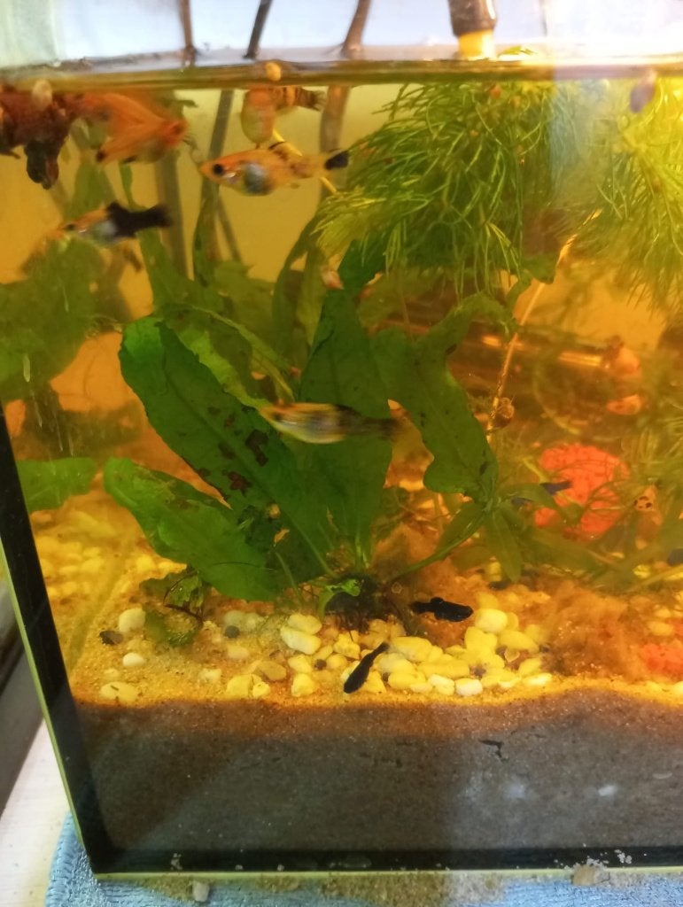 vissen platy, molly, balon molly, guppys ender, Poisson, Poisson d'eau douce, Banc de poissons