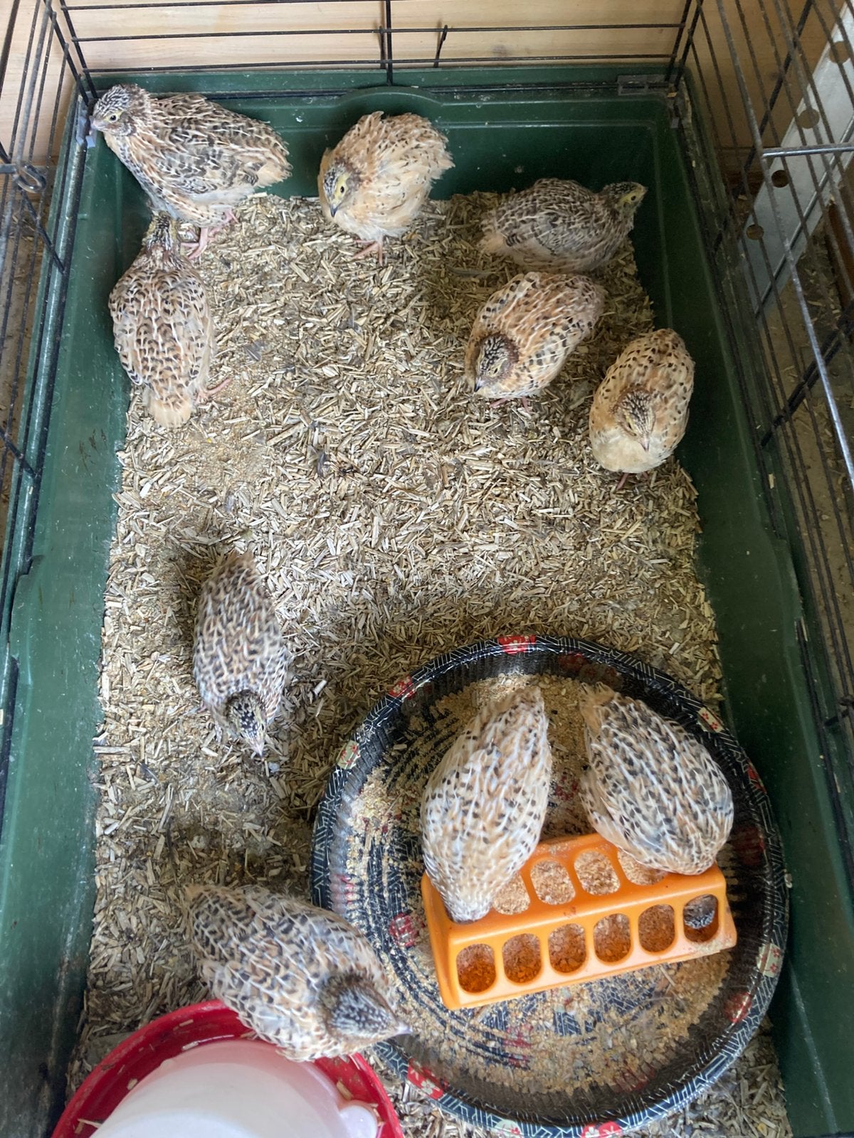 Japanse jumbo kwartel haantjes, Dieren en Toebehoren