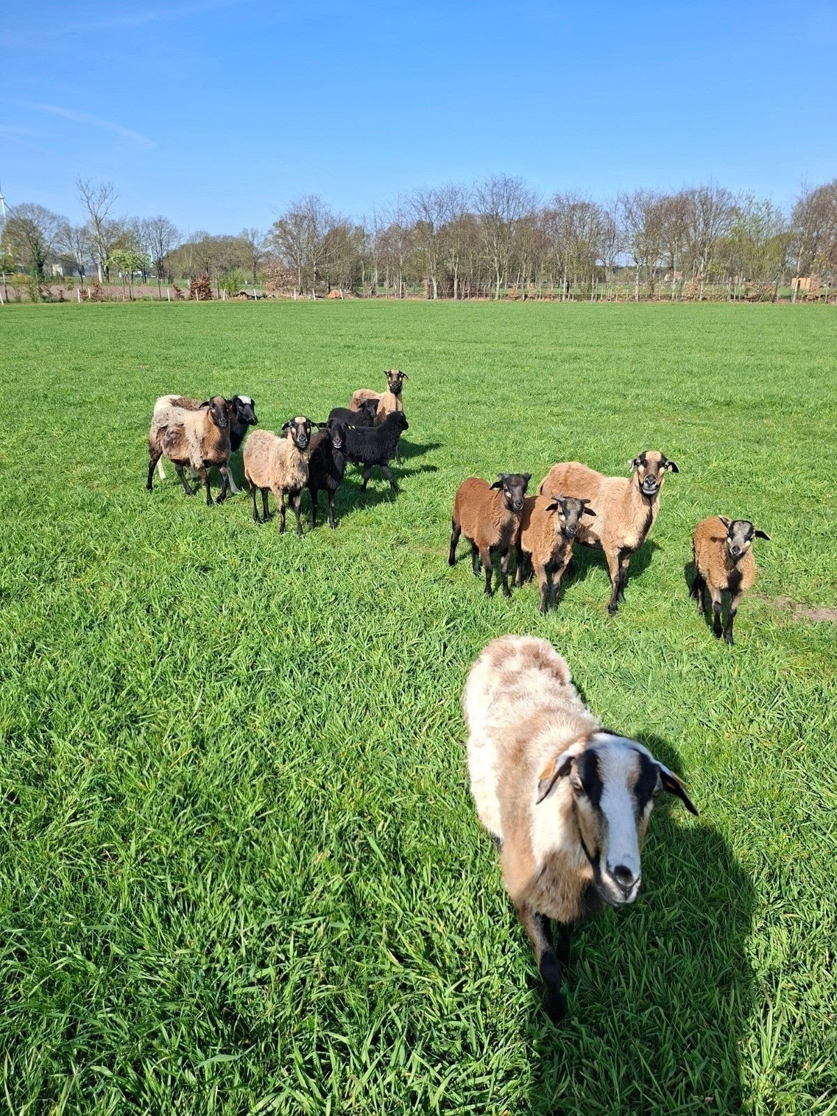 kameroen ooitjes, Vrouwelijk, 0 tot 2 jaar
