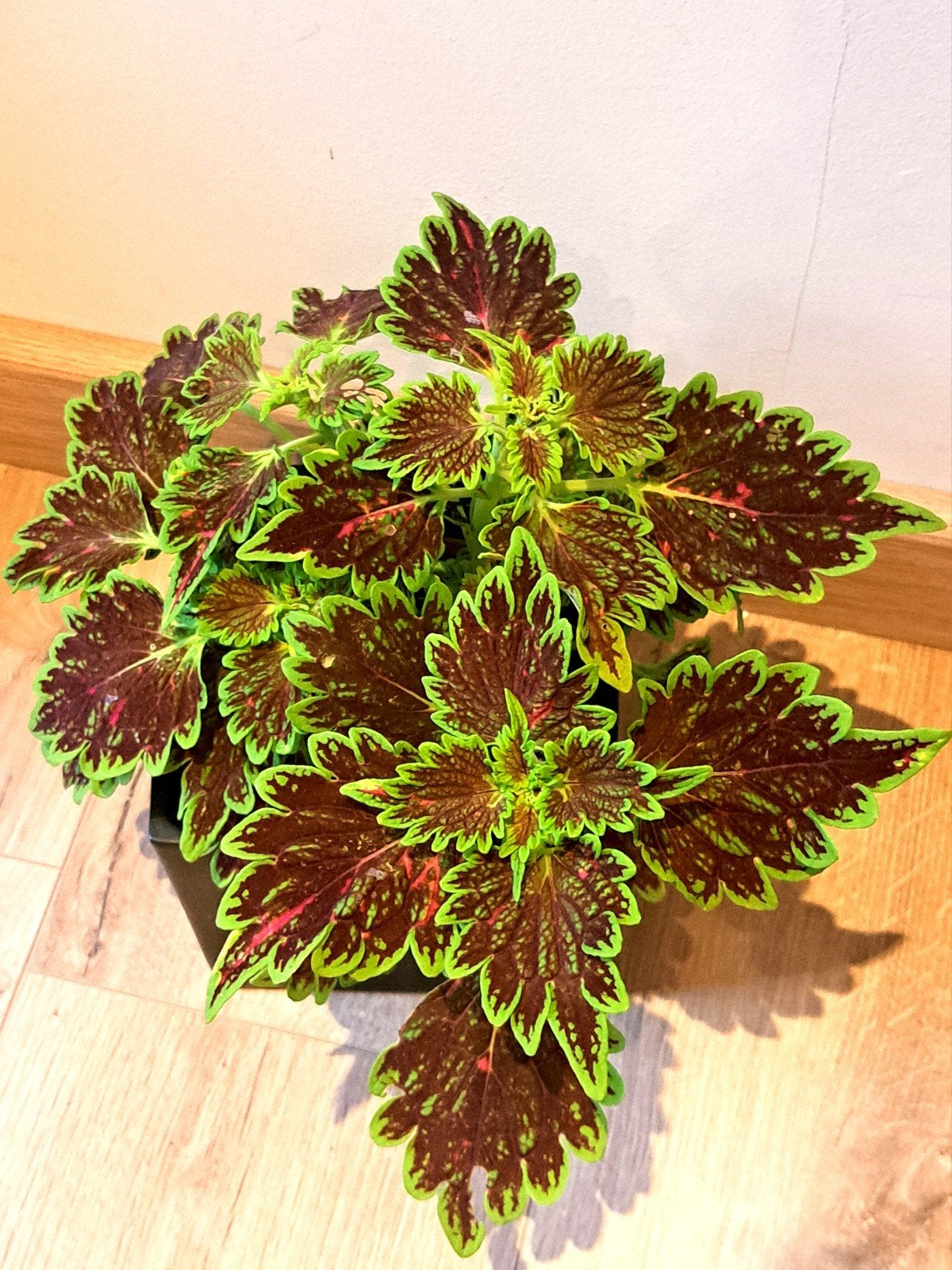 Coleus (Coleus), Enlèvement, Plein soleil
