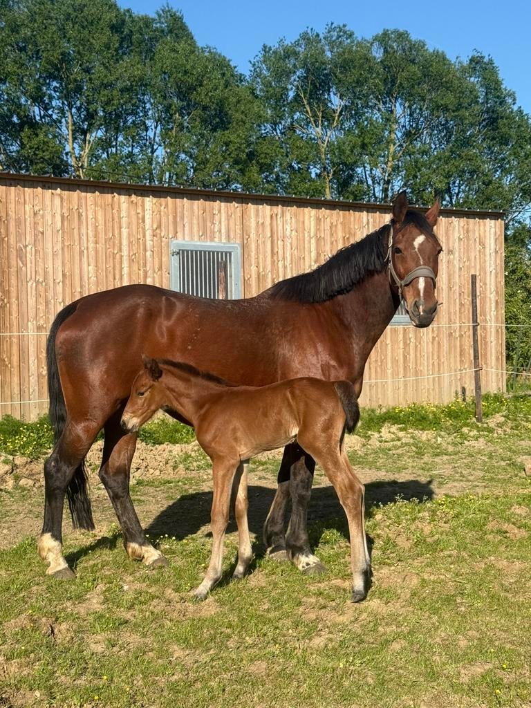 Lupicor fokmerrie uit top moederlijn, Dieren en Toebehoren, Merrie, Springpaard, Met stamboom, Zadelmak