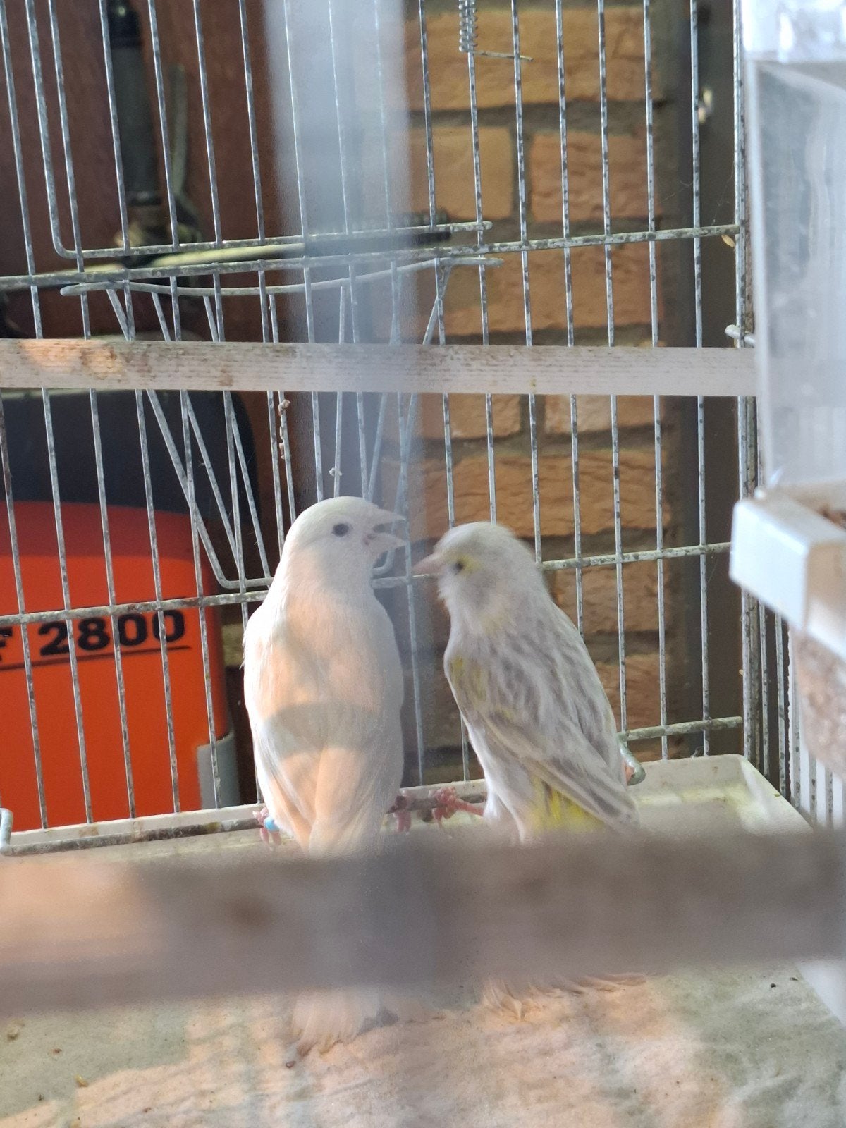 Koppel kanaries, Dieren en Toebehoren