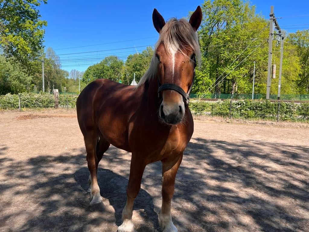 Vlaams paard hengst te koop, Animaux & Accessoires, Chevaux, Étalon