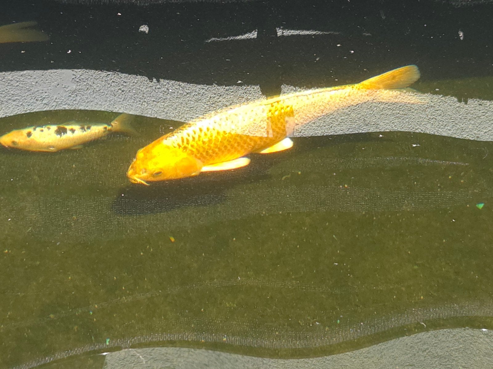 Koi israel +/-50cm
