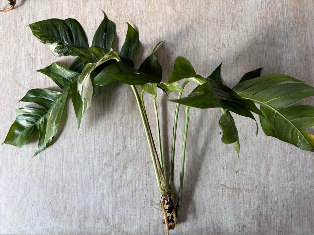 Epipremnum pinnatum albo variegated, Ophalen