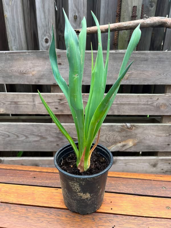 Yucca recurvifolia, Volle zon, Vaste plant, Zomer, Ophalen