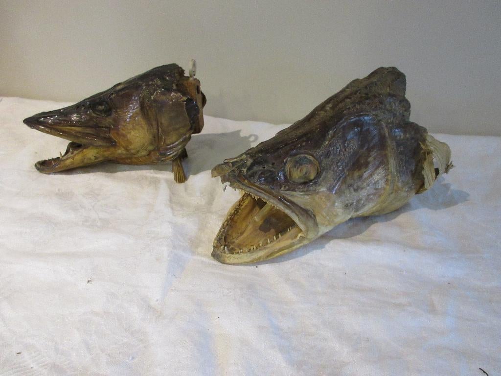 Taxidermie tête de brochet vintage tête de poisson empaillé, Enlèvement