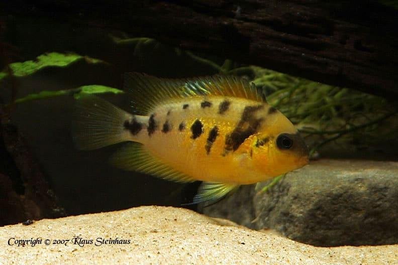 Amatitlania cichlide, Dieren en Toebehoren, Ophalen