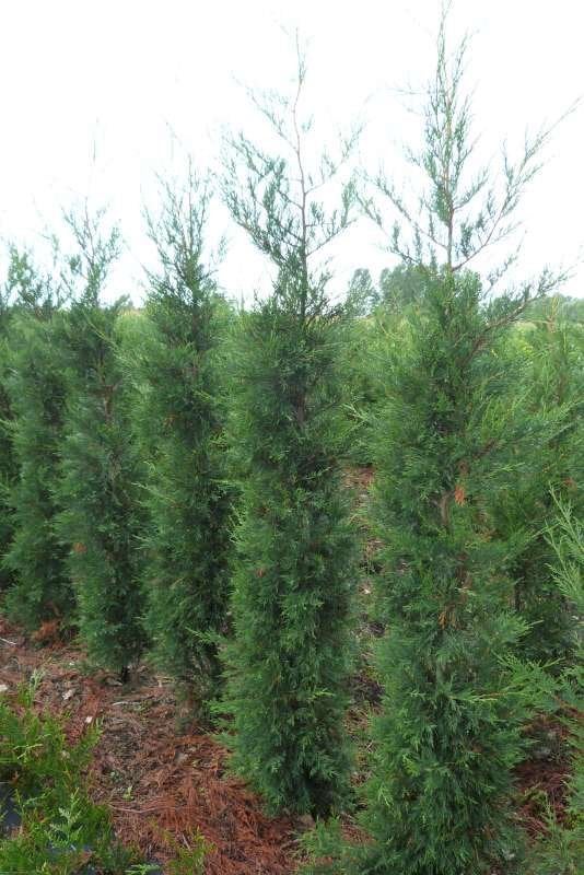 Leylandii Cupressocyparis 2001, Enlèvement, Haie