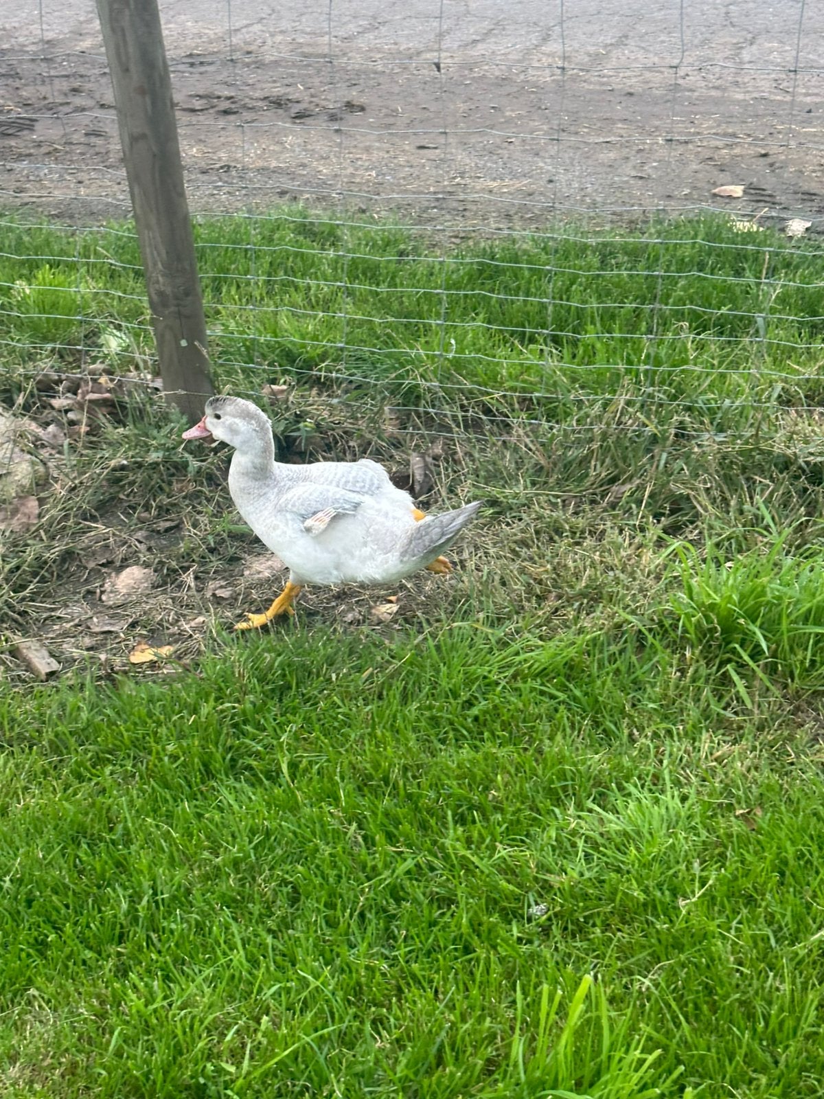 Mannelijke jonge barberie eenden te koop, Dieren en Toebehoren, Mannelijk, Eend