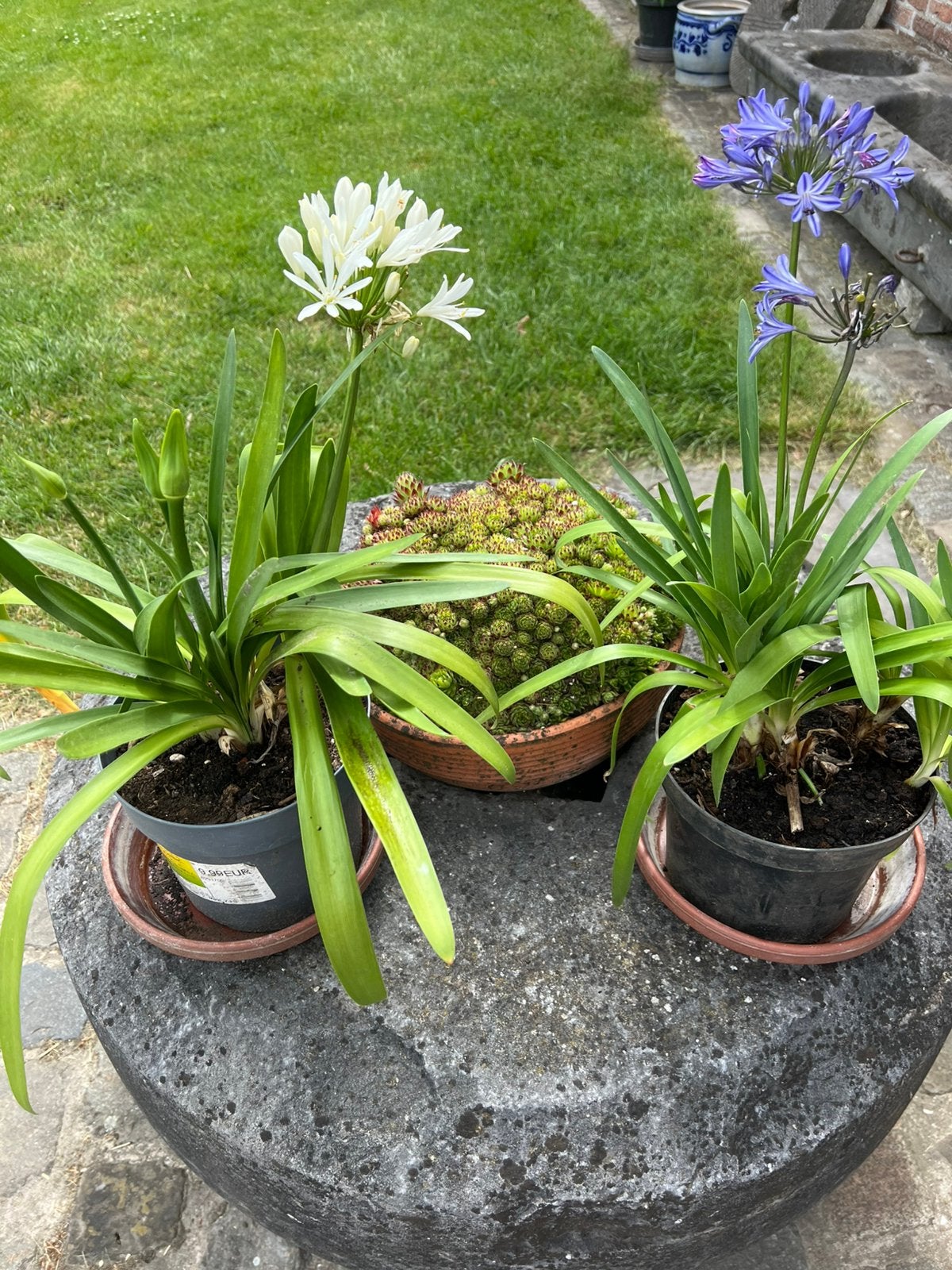 Agapanthus, Ophalen
