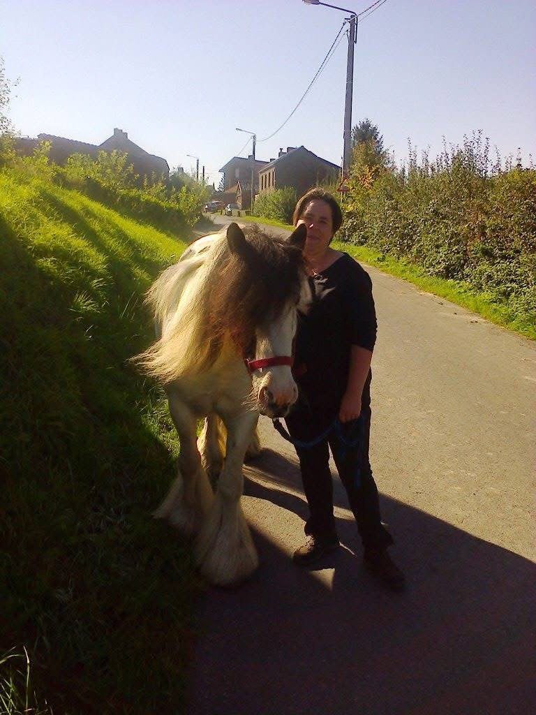 Recherche irish cob tinker, Dieren en Toebehoren, Ophalen