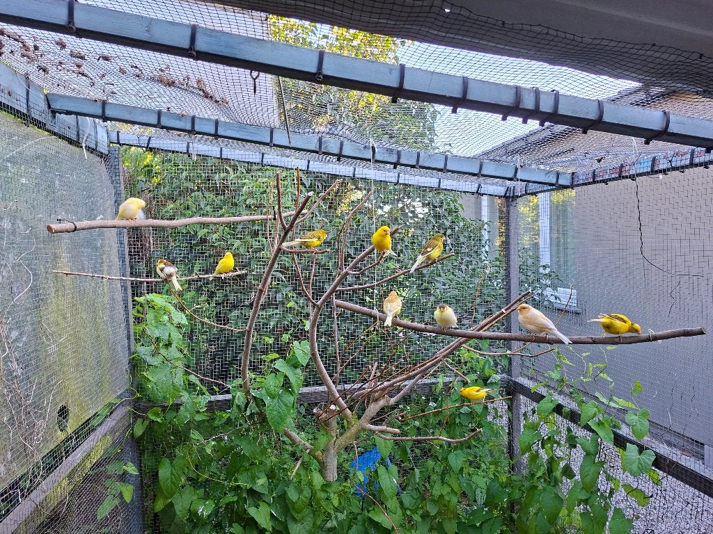 Kanaries, Dieren en Toebehoren