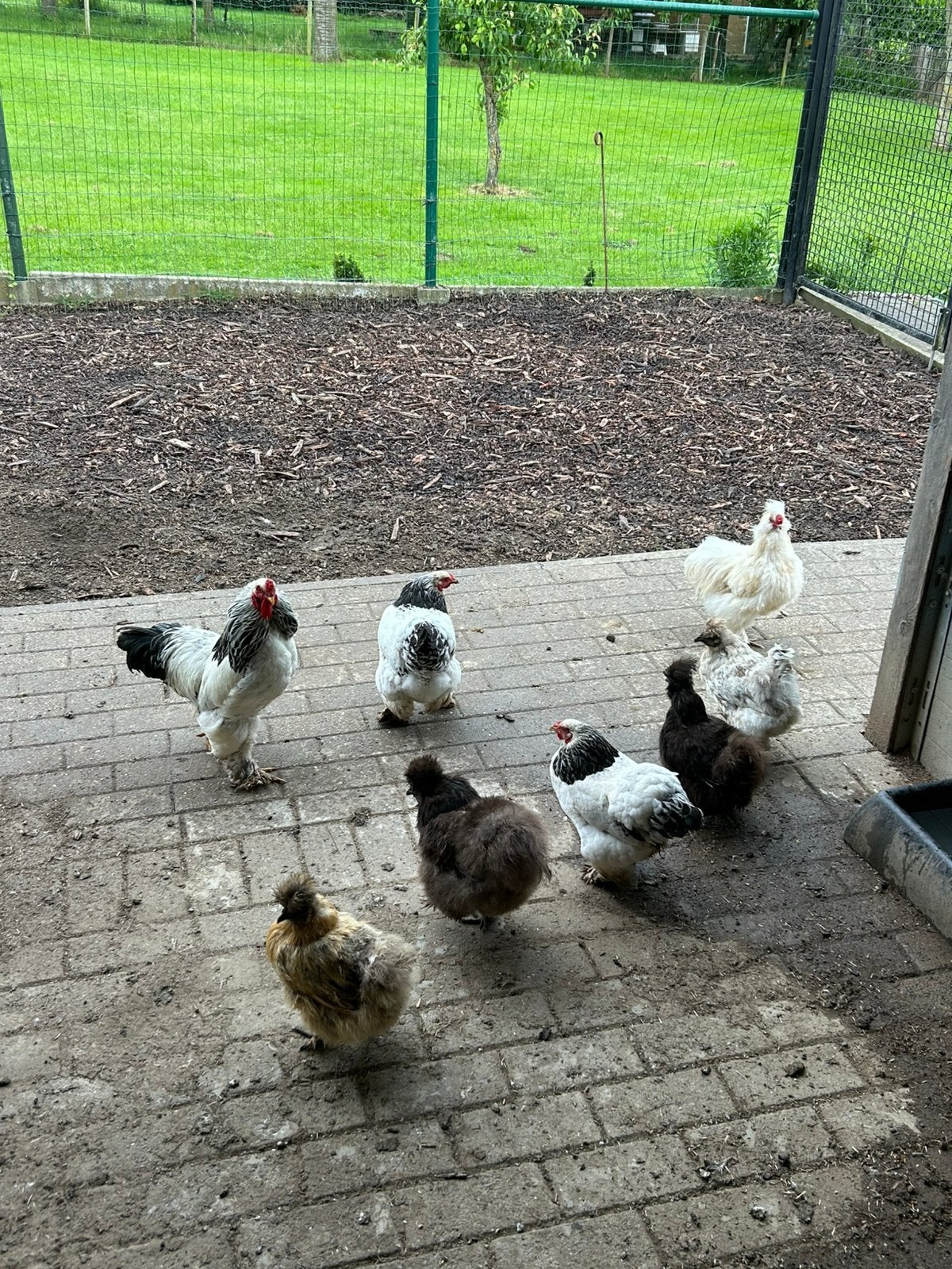 Zijdenhoenders en Brahma kriel te koop, Dieren en Toebehoren, Pluimvee, Kip