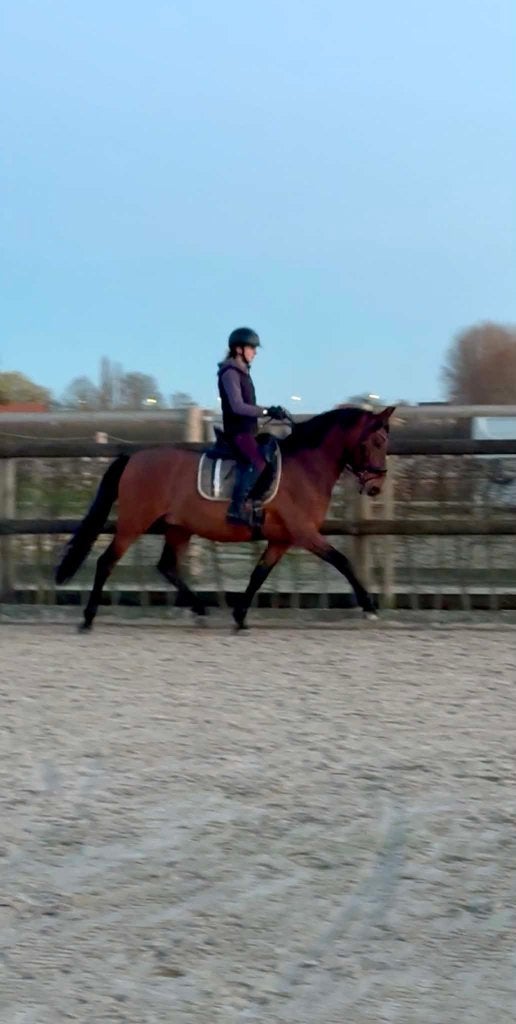 Halve stal aangeboden, B, Moins de 160 cm, Cheval de récréation, 7 à 10 ans