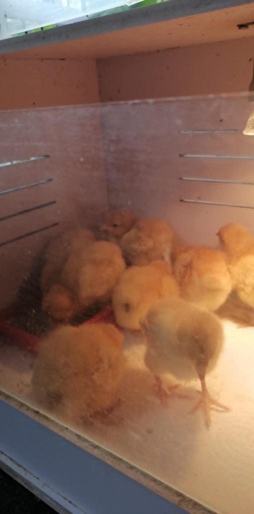 orpington buff, Dieren en Toebehoren, Pluimvee, Geslacht onbekend, Kip