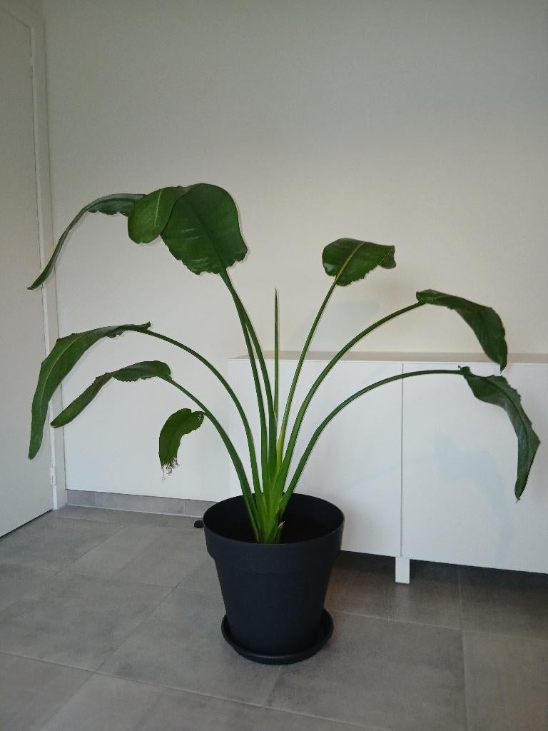 Kamerplant, Autres espèces, En pot, Enlèvement, 100 à 150 cm