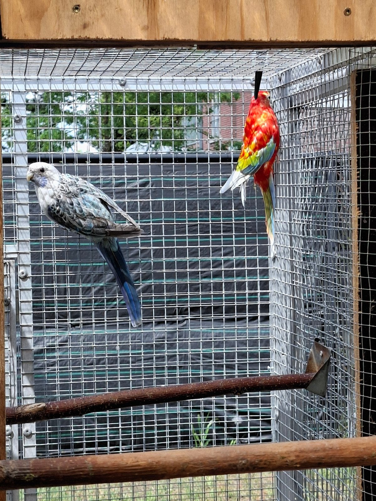 Koppel rosella, Dieren en Toebehoren