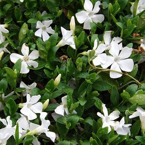 Vinca major, Tuin en Terras, Planten | Tuinplanten, Ophalen