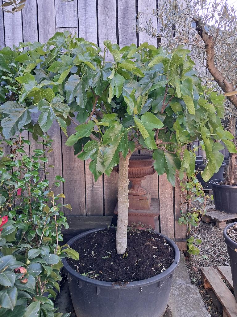 Vijg op stam, Tuin en Terras, Ophalen, Lente, In pot, Volle zon