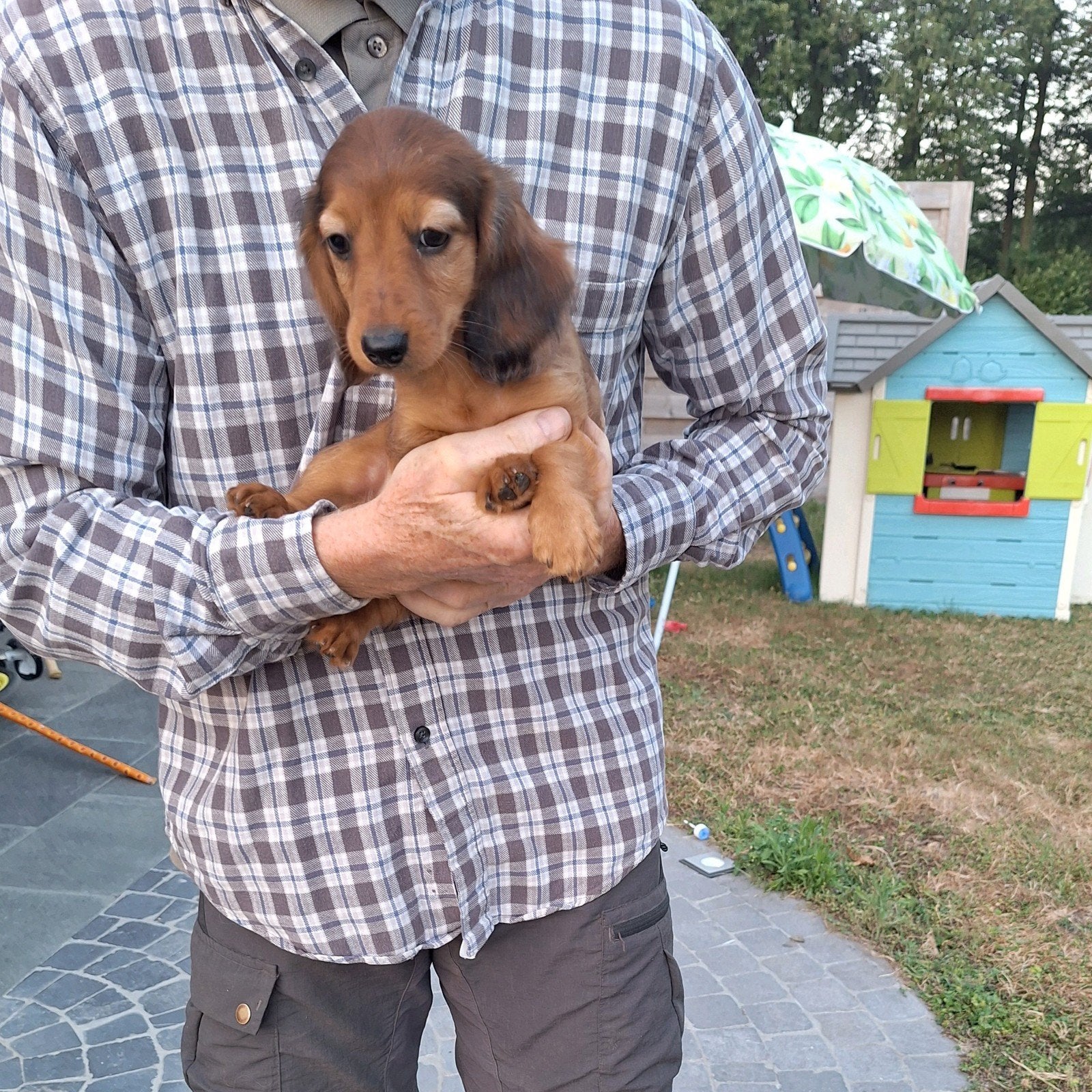 Langharige dwergteckel pups, Animaux & Accessoires, Chiens | Teckels & Bassets, Belgique, Poils longs, Plusieurs, Nain
