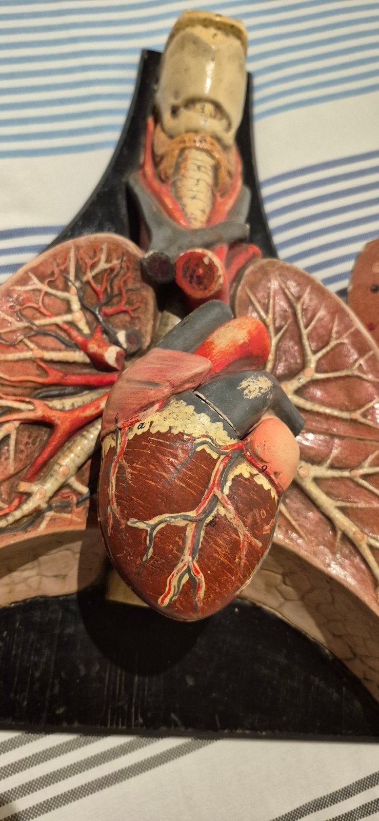 anatomisch model 1900 duits longen hart slokdarm, Antiek en Kunst, Ophalen of Verzenden