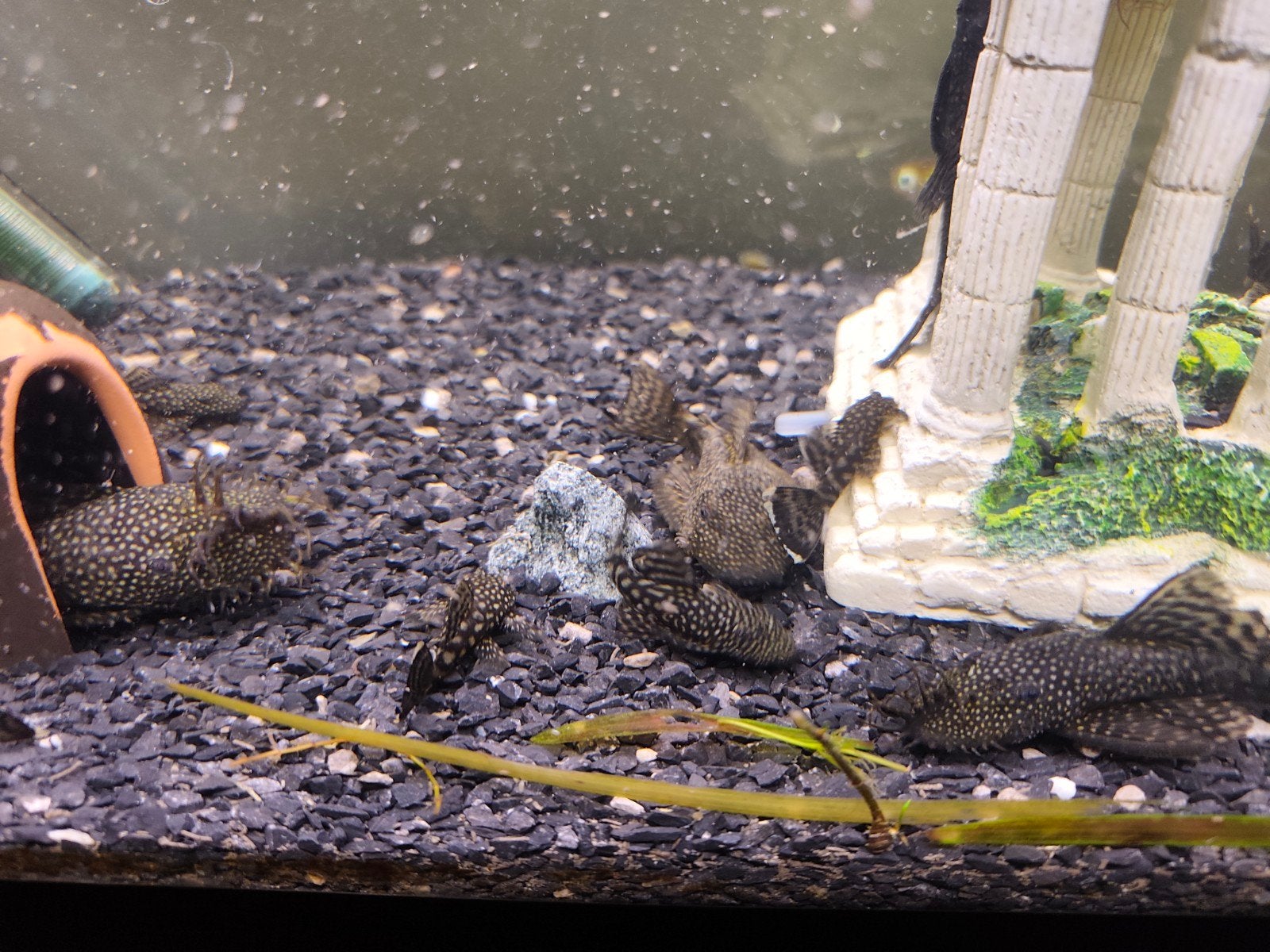jeunes poissons Pleco, Animaux & Accessoires