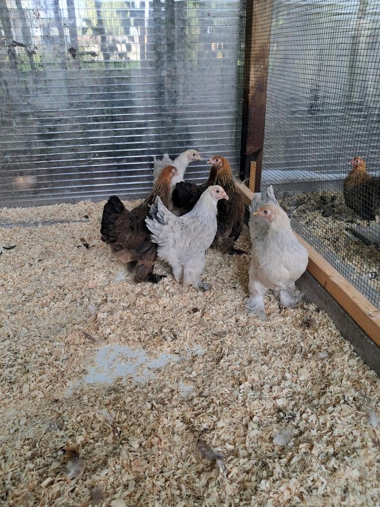 Brahma kriel hennen, Dieren en Toebehoren, Pluimvee, Vrouwelijk, Kip