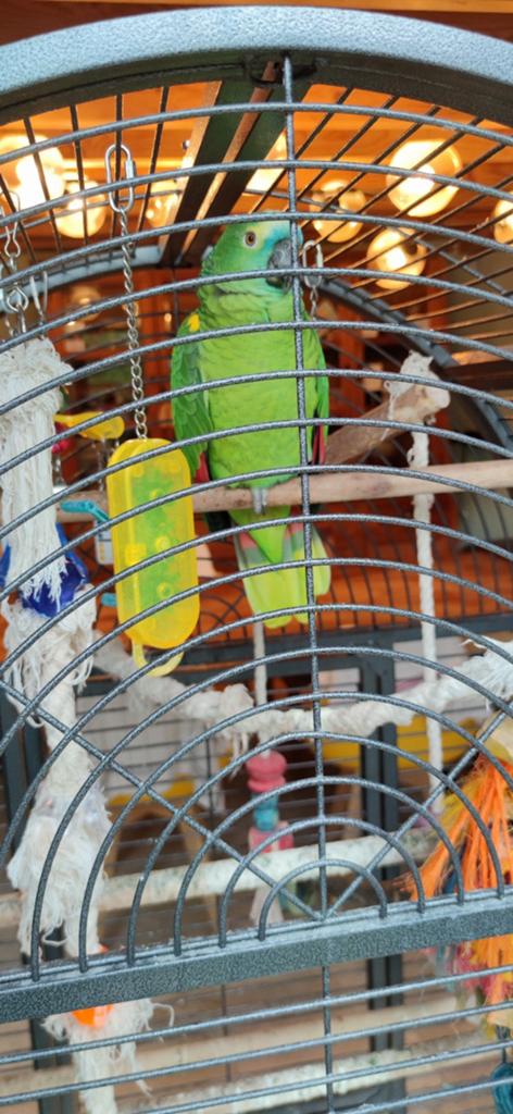 Perroquet Amazon tête bleu, Animaux & Accessoires
