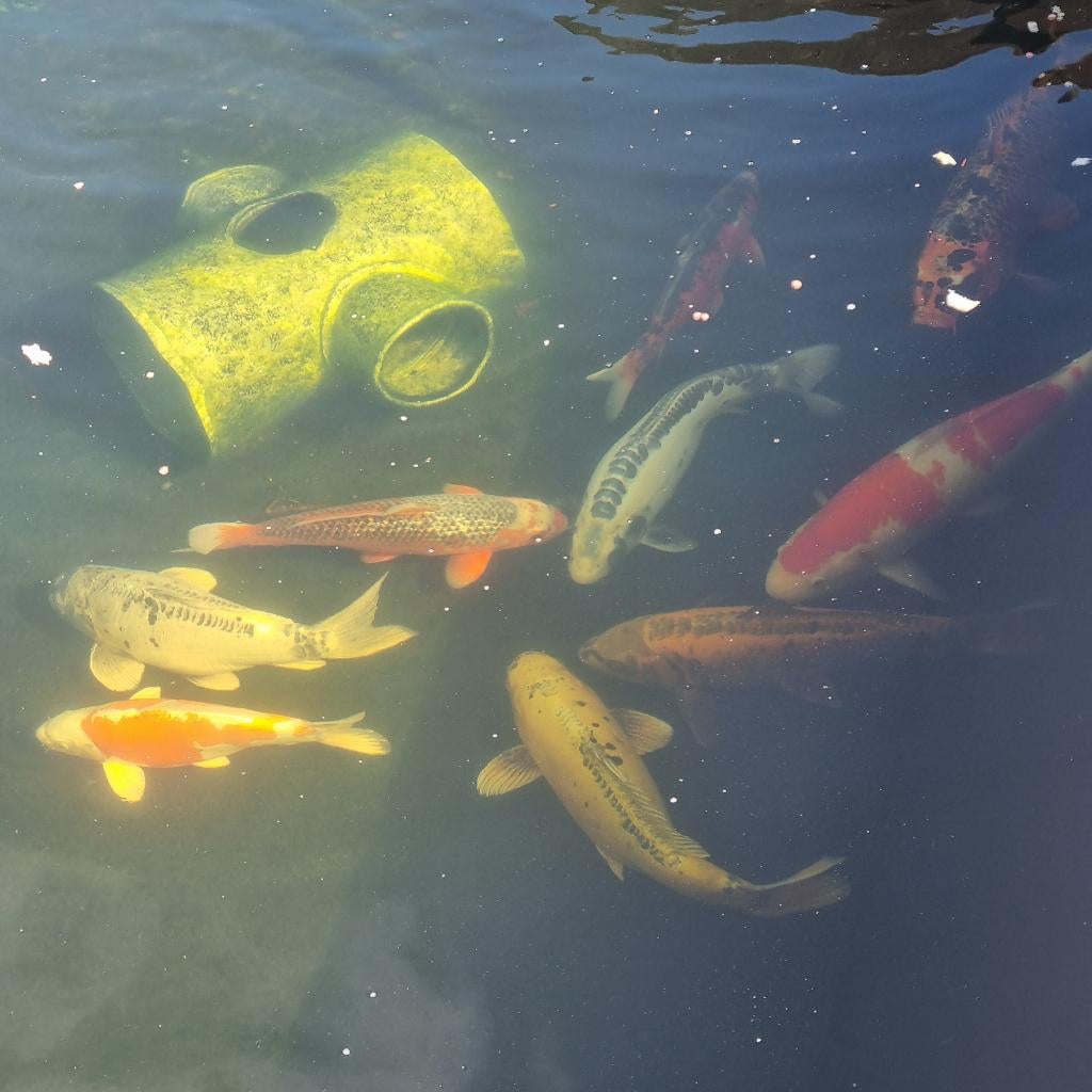 Koi vissen, Dieren en Toebehoren, Vissen | Vijvervissen, Karper of Koi