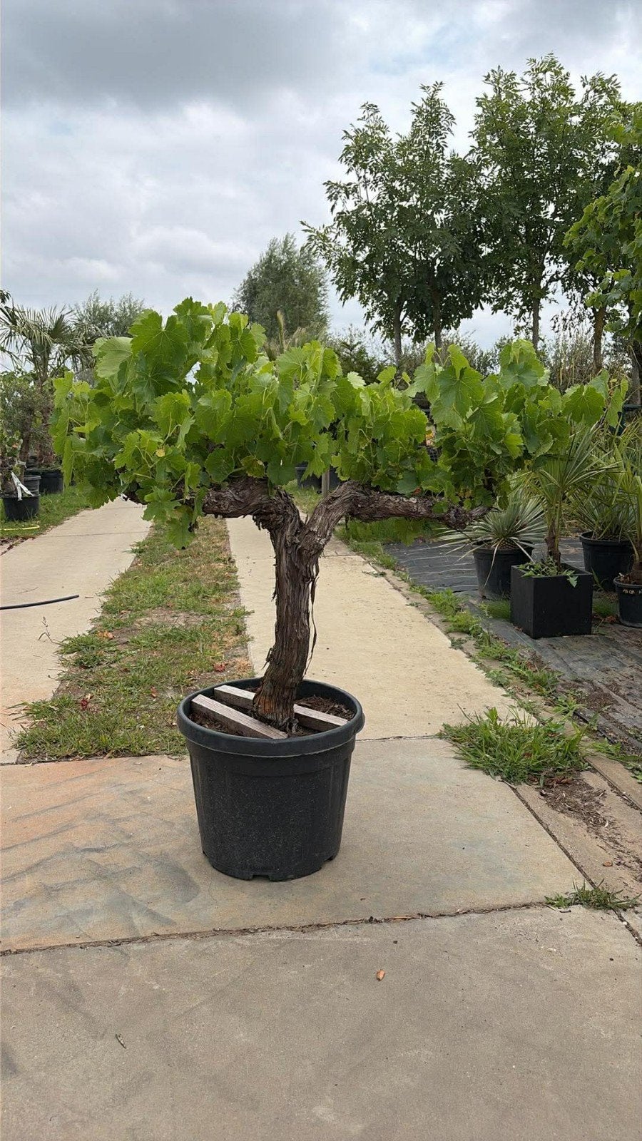 ‼️druivelaars aan promoprijzen ‼️, Tuin en Terras, Ophalen
