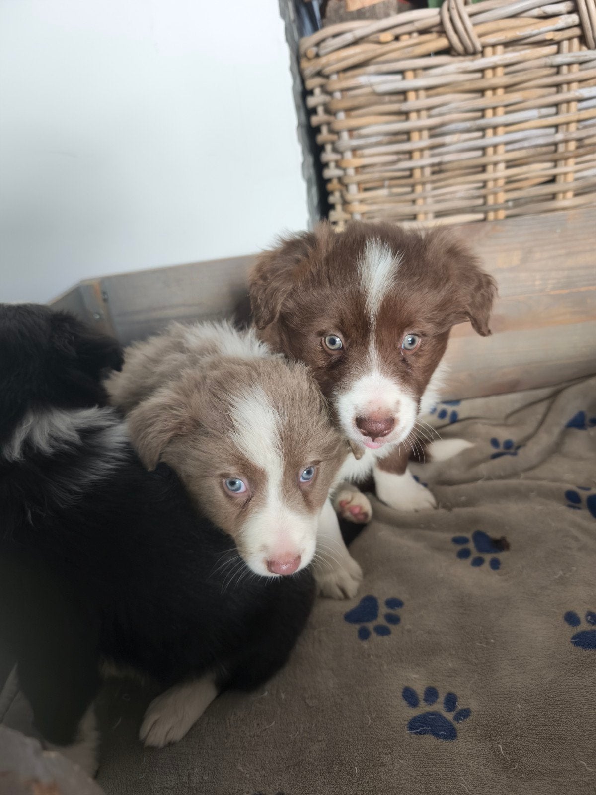 lieve actieve Border Collie pups, Animaux & Accessoires, Maladie de Carré (chiens), 8 à 15 semaines, Colley, Plusieurs