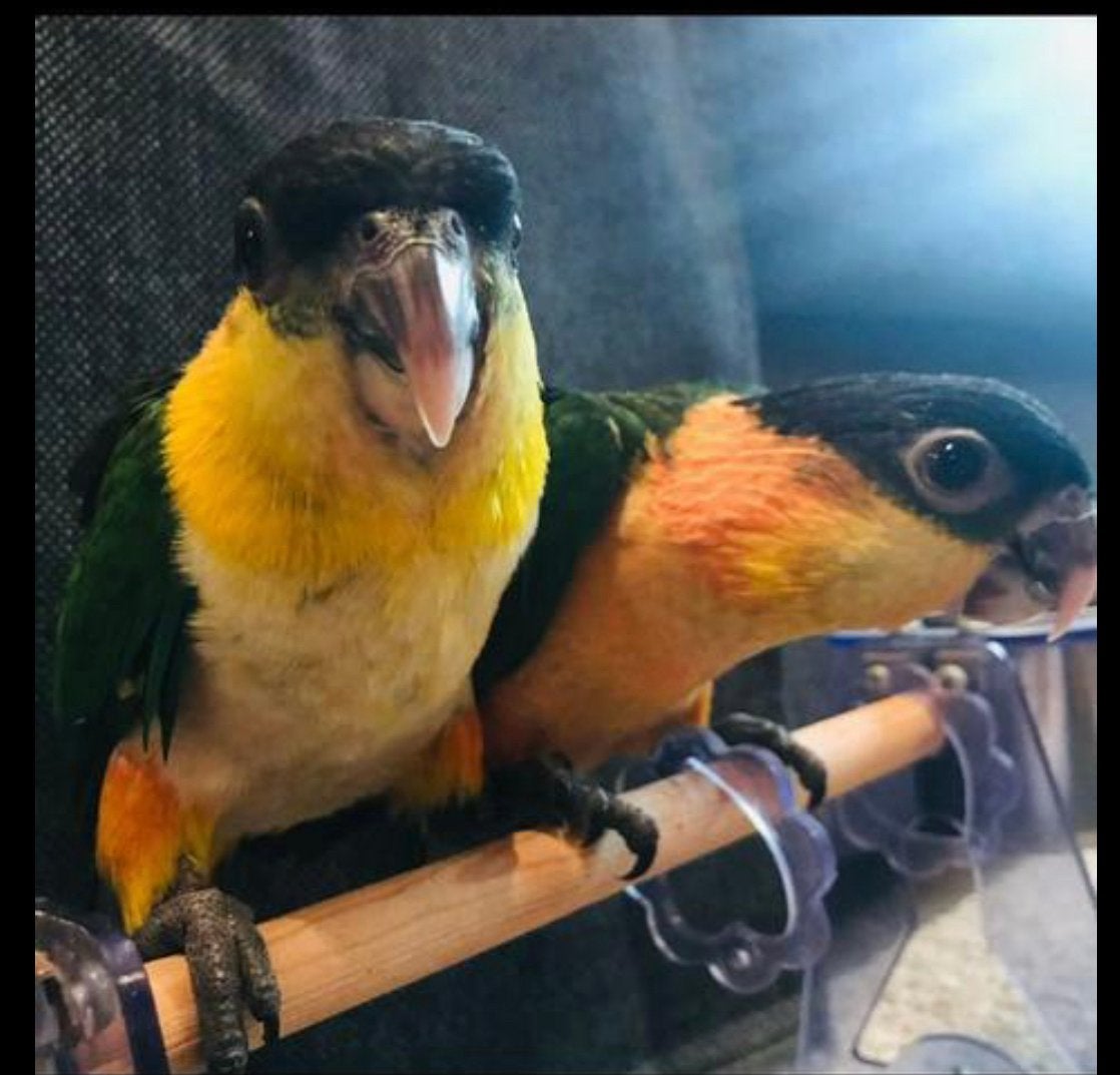 Handtamme zwartkop caique, Dieren en Toebehoren, Geslacht onbekend, Papegaai, Pratend