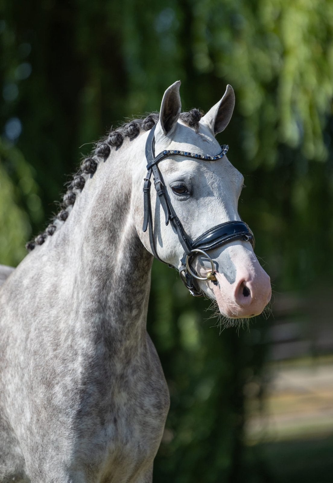 Prachtige D pony, Merrie, Met stamboom, Dressuurpony, Zadelmak