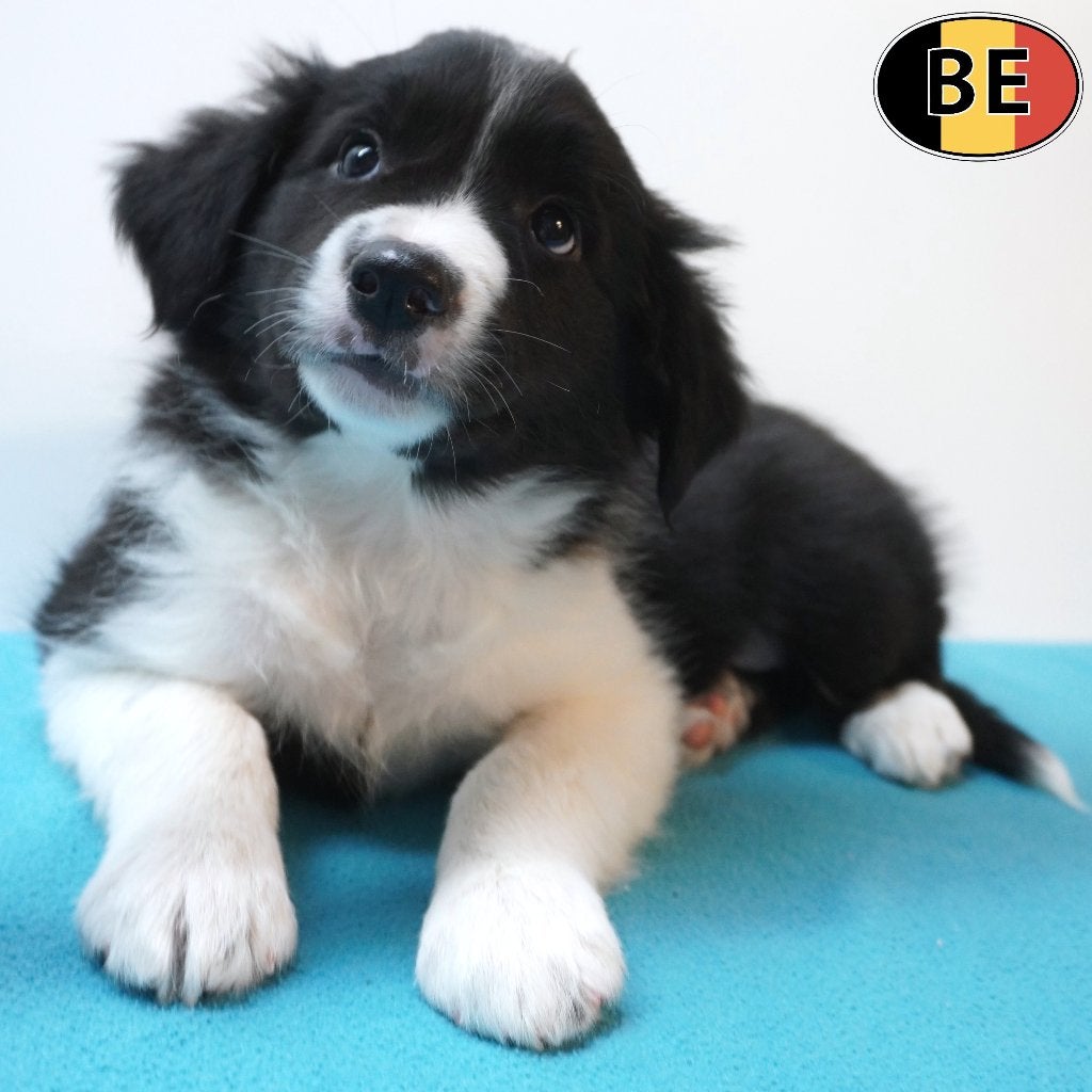Border Collie (reutjes) Belgische pups te koop, België, CDV (hondenziekte), 8 tot 15 weken, Meerdere