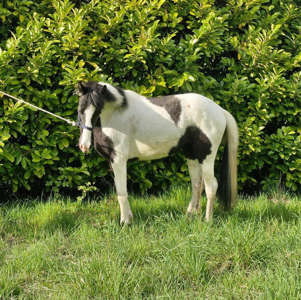Mooie bonte merie, Dieren en Toebehoren, Merrie, 0 tot 2 jaar, C pony (1.27m tot 1.37m), Onbeleerd