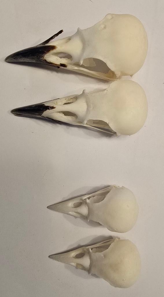 Schedels kauwen en kraaien + pootjes kauw, Ophalen of Verzenden, Nieuw, Vogel, Schedel