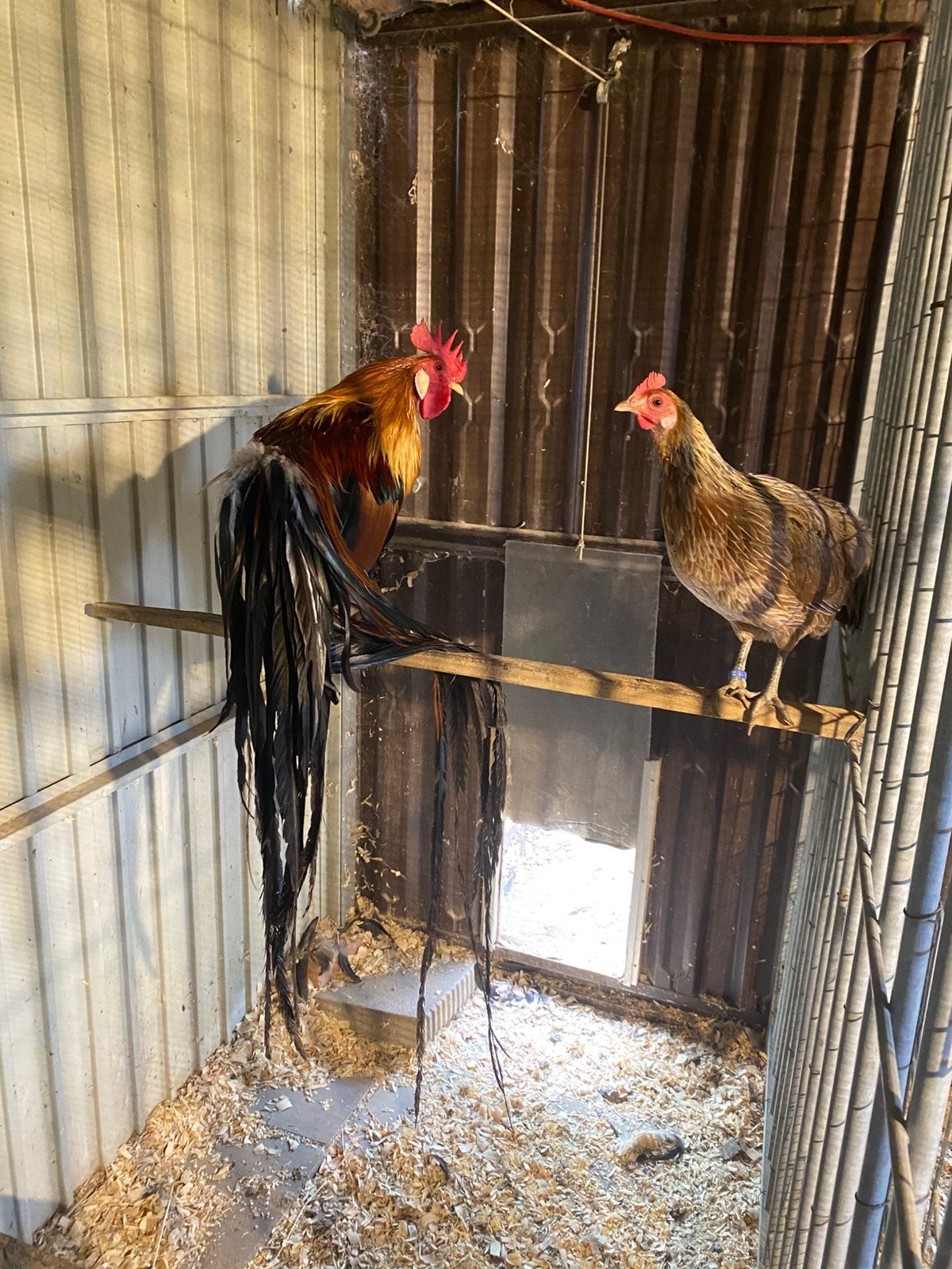 Œufs fecondes d'Onagadori, Lakenvelder, Brahma, Animaux & Accessoires, Sexe inconnu, Poule ou poulet