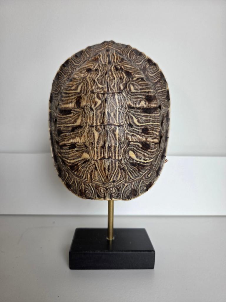 Schild van schildpad, Huis en Inrichting, Woonaccessoires | Kransen, Ophalen