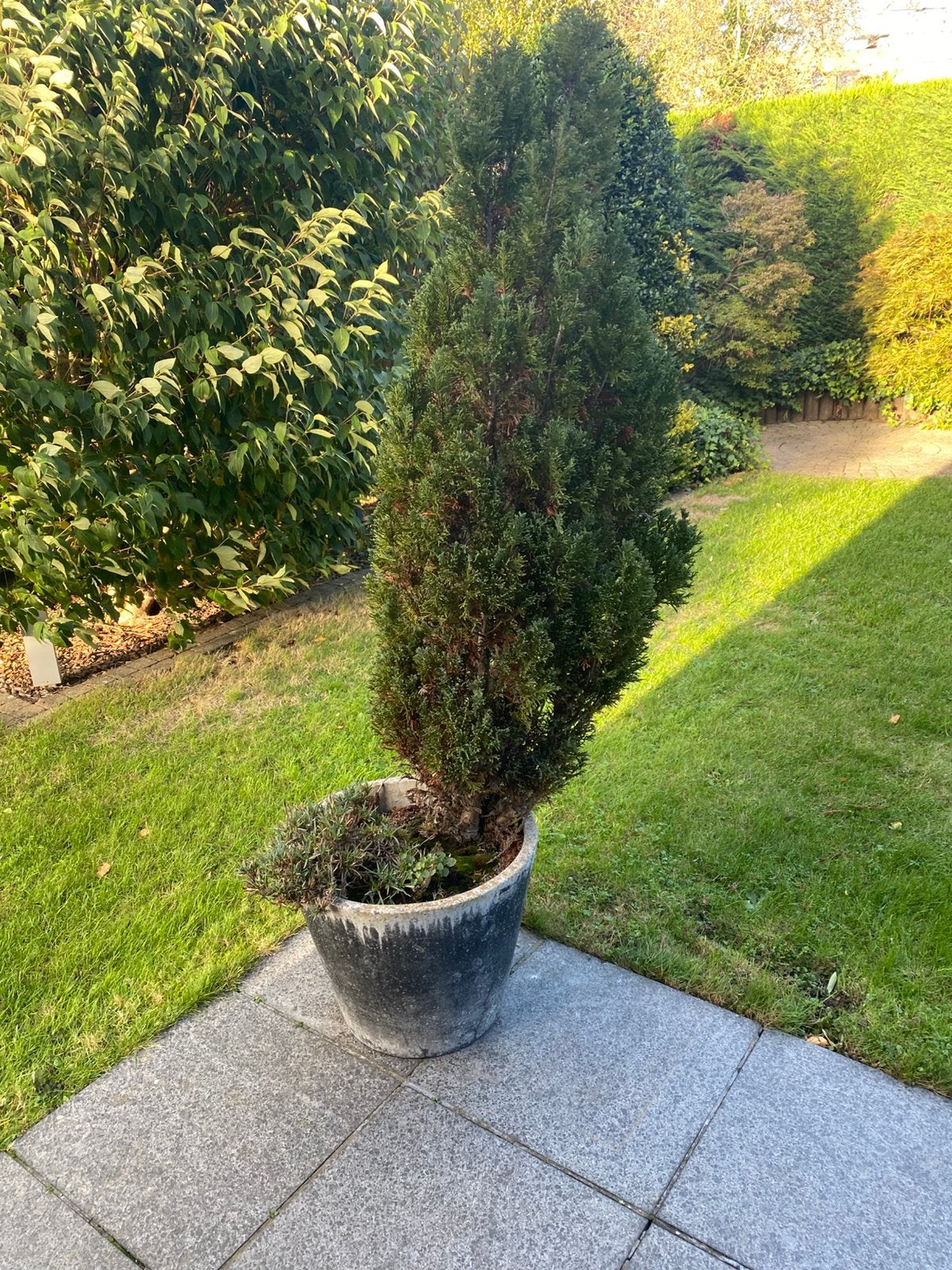Spar/Conifeer in grote pot, Tuin en Terras, Ophalen, Conifeer