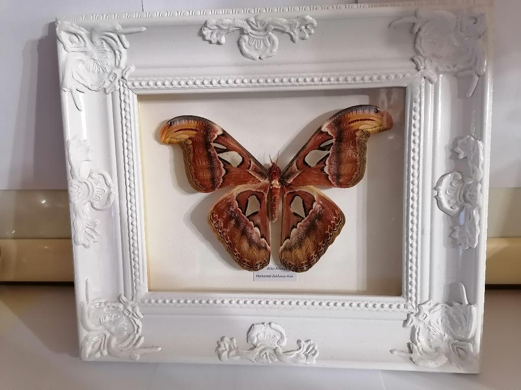 Taxidermy, Verzamelen, Verzenden, Nieuw, Insect, Opgezet dier