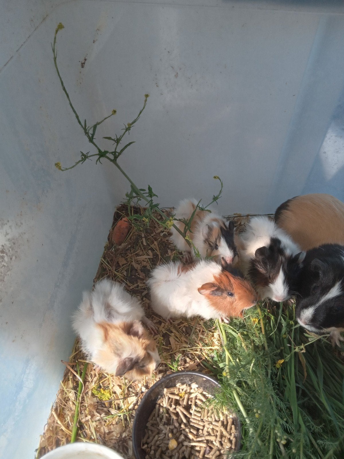Cavia 3 zeugjes. 1 beertje. 10e stuk vr. 7 e voor beertje, Dieren en Toebehoren, Knaagdieren, Mei, Cavia