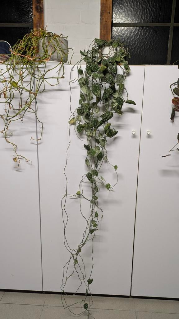 Hangplant, "Drakenklimop (Scindapsus)", Huis en Inrichting, Kamerplanten, Ophalen, 200 cm of meer, Overige soorten, Halfschaduw