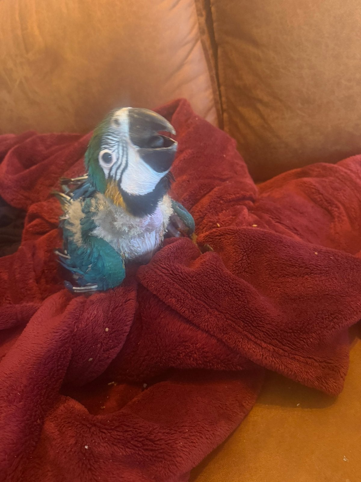 Handtamme blauwgele ara 7 weken oud, Dieren en Toebehoren, Geslacht onbekend, Papegaai, Tam