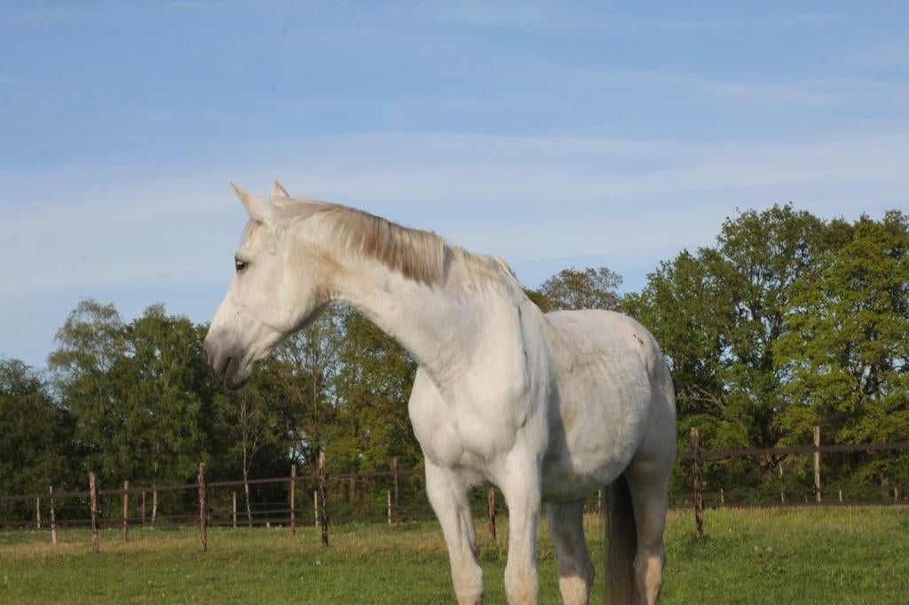 Springmerrie, Dieren en Toebehoren, Paarden, Merrie, Niet van toepassing, Springpaard, Met stamboom, Gechipt, Ontwormd, Ingeënt