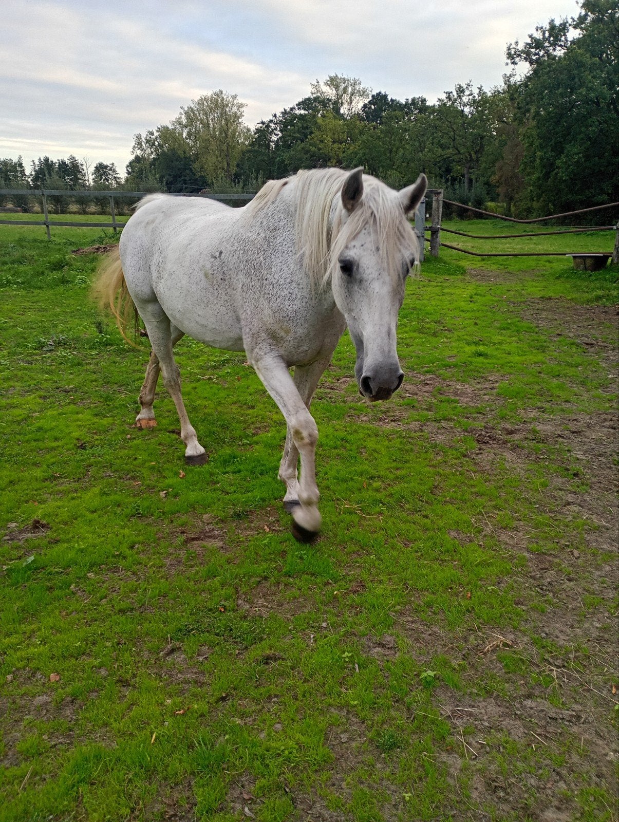 mooie merrie voor adoptie, Jument